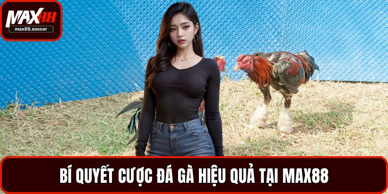 Bí quyết cược đá gà hiệu quả tại MAX88