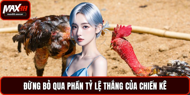 Đừng bỏ qua phần tỷ lệ thắng của chiến kê