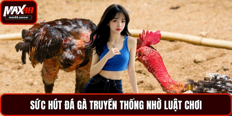 Sức hút đá gà truyền thống nhờ luật chơi