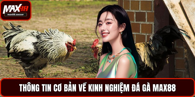 Thông tin cơ bản về kinh nghiệm đá gà Max88